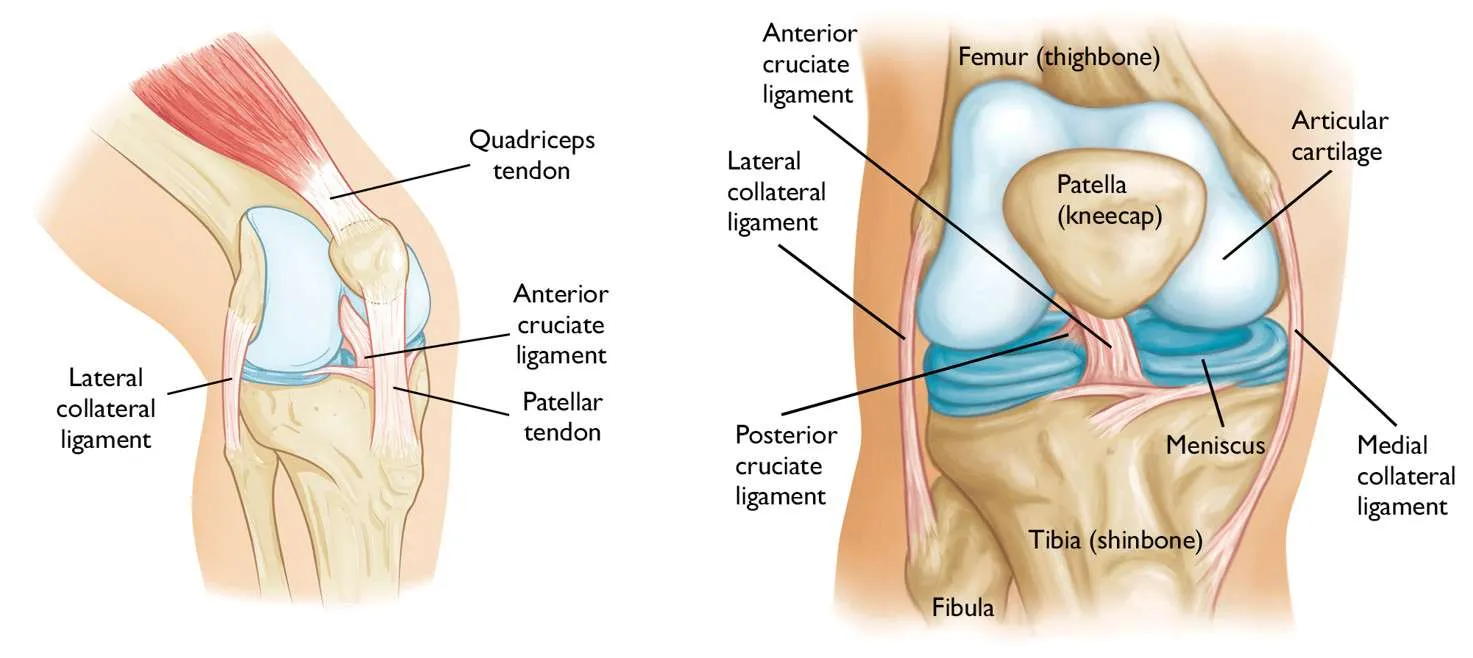 Knee Injuries and Common problems